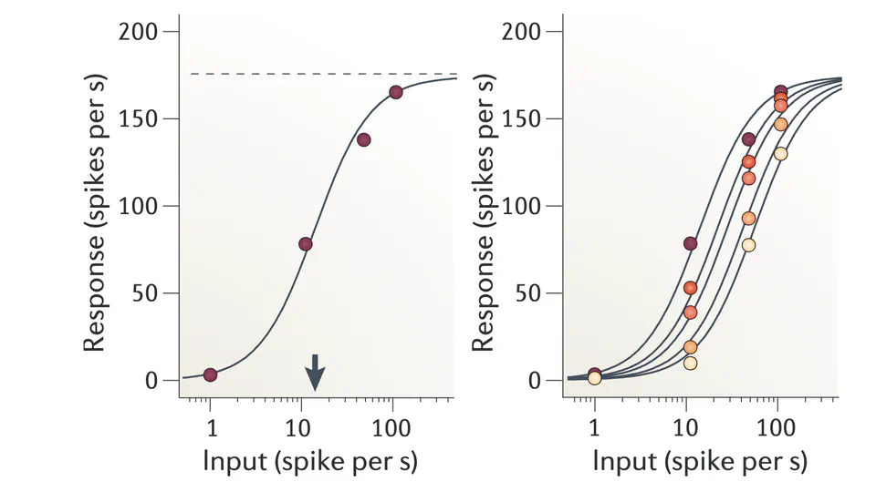 Normalization and Adaptation in Neuroscience