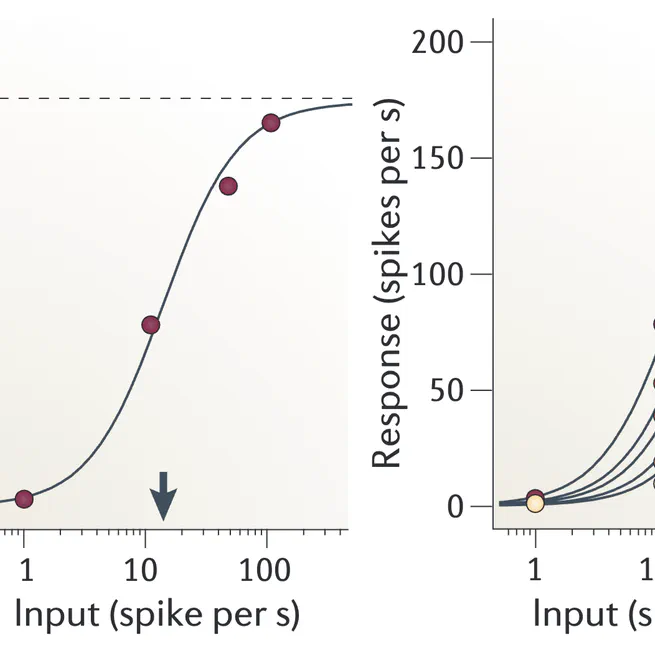 Normalization and Adaptation in Neuroscience